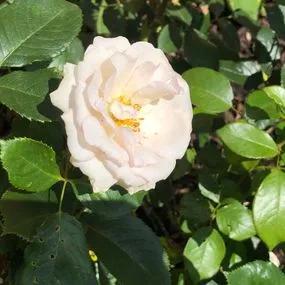 Whiter Shade of pale hybrid tea Rose (Rosa A Whiter Shade of Pale) 2